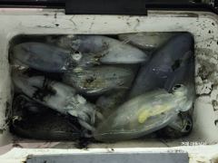 야간(무늬 팁런) 사이즈 끝장~마리수 굿초이스~대동낚시(오늘밤 예약) 사진