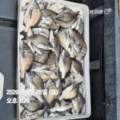 [마산] 돔앤돔호 월요일(28일) 조황입니다.40수 사진