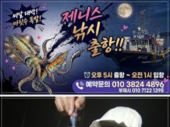 [진해] 팁런무늬오징어 세자리마릿수 내일예약가능합니다 사진