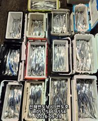 29일,내만갈치,엄청나게 나옵니다.오늘출항(화,수~예약가능) 사진
