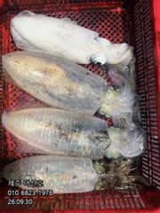 \\\"제주 어신호\\\" 9월 29일 무늬팁런조황 사진