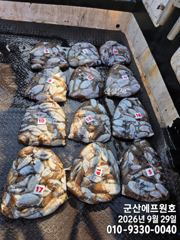 군산에프원호 29일 갑오징어 조황입니다. 사진