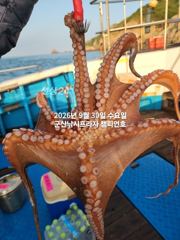 30일, 군산문어~싸이즈 좋은 덩치급 문어가 낚이네요~실시간~군산낚시프라자 챔피언호 사진