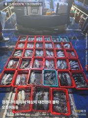 무늬 팁런 추석 연휴 조황 그리고 대삼치 중삼치 대고시는 풍년 사진