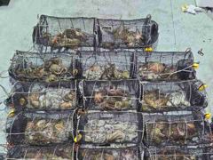 29일 야간문어 씨알급으로 쭉뽑고~계속호조황( 오늘야간예약중 사진