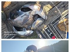 [거제] 어초ㆍ여밭감성돔 5짜4짜4짜4짜외 팅팅팅팅 사진