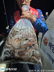 [사천] 야간문어 매일마일 망태기 빵빵~ 사진