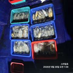 [거제] 야간 무늬 주간 문어 두족류 천지~먹물 파티 스마일호(오늘 예약…