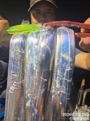 [진해] ,내만칼치 3지급 전원쿨러만쿨 퍼담고 미친피딩,초대박,수,목,금…