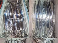 내만갈치~피딩~3지전후로 퍼담고~최대 1인2쿨러빵빵~예약가능 사진