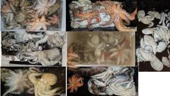 [진해] 안골) 돌문어 빅사이즈 마릿수 최신 굳굳조황- 수욜야간 출조 예… 사진