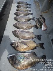 (감성돔)대물터 포착 5짜5짜5짜5짜5짜급 초~대박 야호(1일 예약) 사진