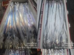 [ 진도보디가드호 ] ==>> 심선장 ==>> 왕갈치 조황입니다. < 소수 인원인으로 쿨러 가~~득 다녀왔습니다. => 10/2(금), 3(토), 4(일), 5(월)...~~ 쭉~~자리여유 있습니다. > 사진