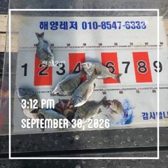 해양레저 흘림 감성돔 마리수 조황 사진