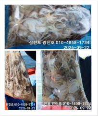 광진호,왕쭈꾸 출조 {평일,할인}5,6,7,자리여유 예약중 사진