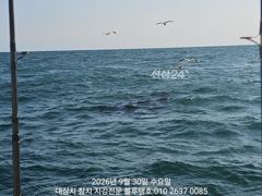 돌고래를 찾았는데 대멸치만 가득히...! 사진