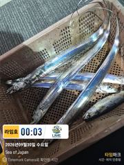 [통영 라임호] 9/30일 입항 조황. 밤새 너울파도 힘든하루~!. 이젠 새벽 타임인가~? 사진