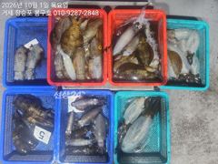 9월 30일 무늬오징어(팁런) 조황입니다. 사진