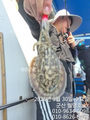 9월30일,"대광어"날마다 초대박조황~200수 넘었다~ 참돔,우럭등~실시간~ 군산낚시프라자 범고래호