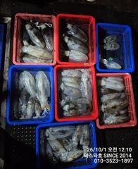 [경주] 씨스타호 오늘은 북쪽이 답이었다! 무급부터 K급까지 무늬 60~… 사진