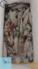 [부산] 골드피싱 한치조항 사진