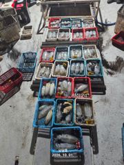 (유담호)30일 무늬오징어 팁런 조황 사진