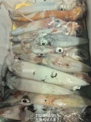 [거제] 갈치가 썩었네요~ 한치도 덩달아 사진
