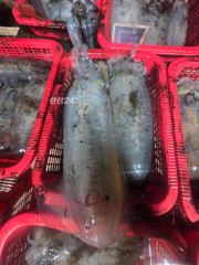 [영덕] 강구 인스타피싱 ~무늬오징어.. 씨알,마릿수 모두 대박이네요..… 사진