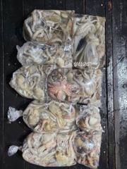 9월30일 용궁1호 야간문어 철수조황입니다 사진