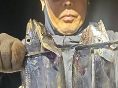 내만갈치 시즌최고씨알~타작했습니다!! (오늘예약가능) 사진