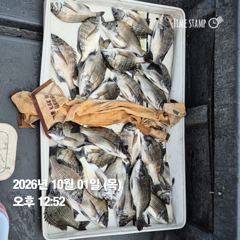 [마산] 돔앤돔호 오늘조황 입니다.마릿수 사진