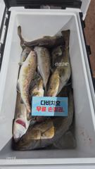 26.10.1일 대구라바 조황 입니다 사진