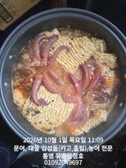 [통영] 통영 금정호 드디어 문어들이 터져나오기 시작합니다 내일과주말 오… 사진