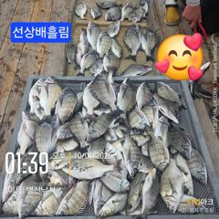 병산 감성돔37외 마리수 농어 광어 숭어 선상배&선외기흘림조황~~ 사진