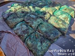 [ 고강호 ] 10월 1일 [ 이제 사리 끝?! - 갑오징어 + 주꾸미 조황 !! ] [ 인천배낚시 청마피싱 / 인천선상낚시 / 인천낚시배 ] 사진