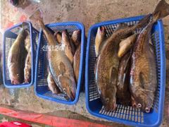 10월 1일 목요일 대구라바 조황!! 사진