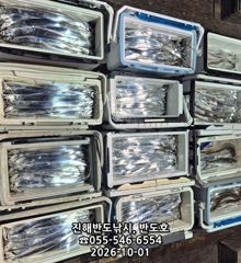 1일,내만갈치,호조황연속,엄청나게 나옵니다,내일출항(금,월~예약가능)