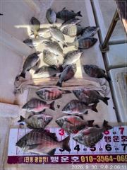 [마산] (행운호)38.5외 감성돔 조황 입니다.
