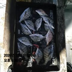 [거제] 거제외포감성돔흘림~ 사진