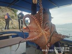 "갯바위"돌문어 1100g1000g외 개인12수12수11수10수등 전원 마릿수 조황~ 사진