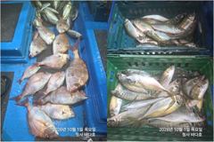 [부산] 대박 참돔,돌돔,부시리, 왕전갱이 바글바글 조황, 사진