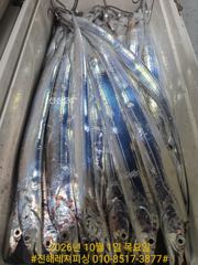 실시간 ㅡ내만칼치 ㅡ초저녁부터 피딩! 담구면 물어요 (금.토.일.월 예약가능)