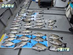 2일(금)마릿수감성돔흘림낚시출조합니다 사진