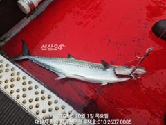 10월 첫날 아침 대삼치들, 고시삼치들 현장모습! 사진