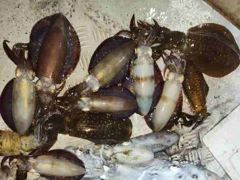 무늬꽃이 만발! 사진