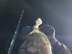 삼천포 야간문어 대박조황! 주간반,야간반 매일출조! 사진