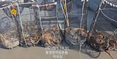 (문어)마릿수 폭팔 야간도 가능~중량급들 피딩 락피싱(3일 예약)