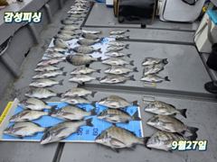 3일(토)가을감성돔출조합(자리여유) 사진