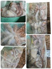 [포항] 포항문어조황 오늘금요일밤5시,11시30분 모집중입니다 사진