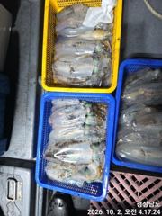 [거제] (무늬오징어)大물터~고구마 전후 막강한 파워~고잉메리호(3일 예… 사진